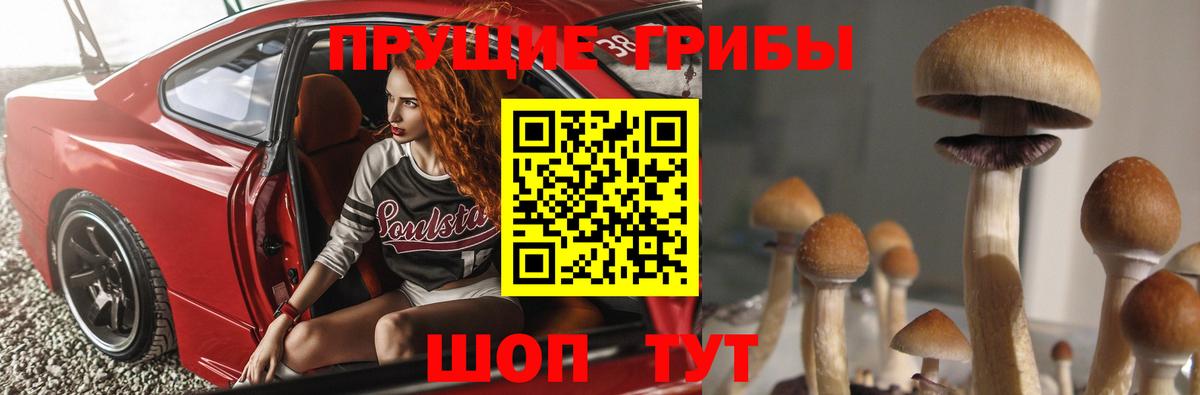 Псилоцибиновые грибы мицелий Кольчугино